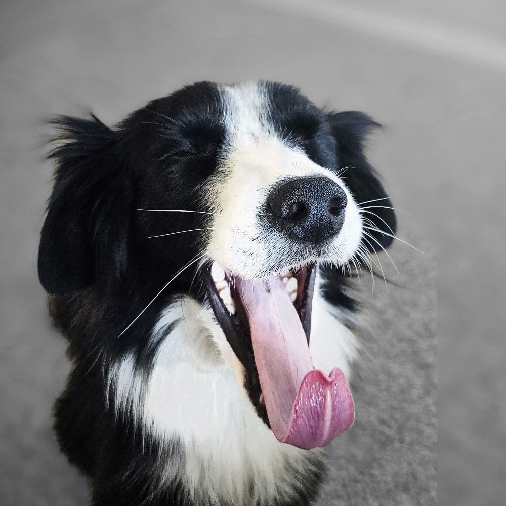 Milo